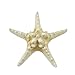 Variety Starfish Mix - 12 Large Pieces 6-8