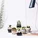 Potaroma Succulent Pots, 6 Pack Premium Ceramic Plant Pots with Drainage, FlowingGlaze Pots for Plants. Succulent-Pots-Planter-Flower-Plants