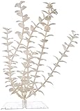 GloFish 19265 Bacopa Plant, Large, White