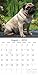 2018 Pugs Calendar - 12 x 12 Wall Calendar - With 210 Calendar Stickers