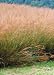 Indian Grass (Sorghastrum nutans), 400 Certified Pure Live Seed, True Native Seed