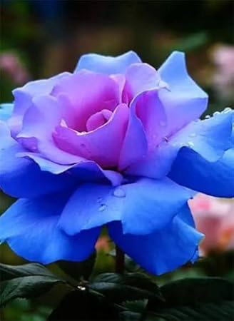 Resultado de imagem para flores lindas