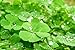 Aquarium Grass Plants Seeds,Aquatic Four-leaved Clover Carpet Water Grass,Oxygenating Weed Live Pond Plant Seeds,Fish Aquatic Water Grass Decor,Easy to Plant Grow Maintain,XYC-10G
