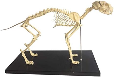 猫の骨格の解剖学的モデル ペットの猫の骨動物の骨格