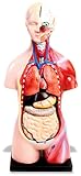 American Educational 45cm Mini Torso Model