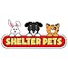 Shelter Pets Series Two: Jeffrey - 10