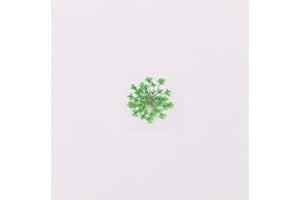 YUNZHI 100pcs/pack Ammi majus Natural Pressed Dried Flower for Resin Jewelry Making, Soap and Candle Making, Scrapbooking DIY (Green)