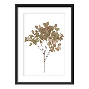 Framed Wall Art - Dried Plant Specimen - Giclee Printed Art in Black Picture Frames White Matting - 23x31 inches