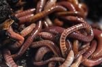 Worm Factory 1 lb. Red Wiggler Worms
