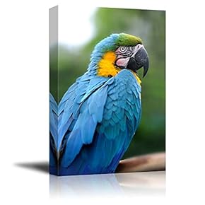 Canvas Prints Wall Art - Blue and Gold Macaw Perched | Modern Wall Decor/Home Decoration Stretched Gallery Canvas Wrap Giclee Print. Ready to Hang - 12" x 18"