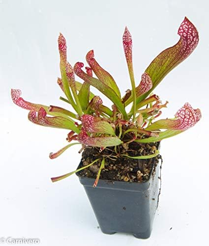 Pitcher Plant - Sarracenia 'Scarlet Belle' - Carnivorous Plant
