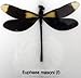 5 Dragonfly Specimens on Cotton Backed Wooden Frame