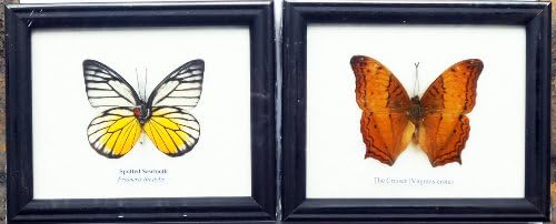 2 FRAMED REAL SPOTTED SAWTOOTH AND CRUISER BUTTERFLY DISPLAY INSECT TAXIDERMY