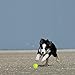 PUPTECK Squeaky Tennis Balls for Dogs, 2.5