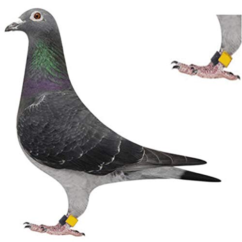 Zhou-YuXiang 100 Stück Taubenringe 8mm Bajonett Identifikationsring Öffnung Taubenring Farbe Taubenfußring Taubenzubehör – Bild 6