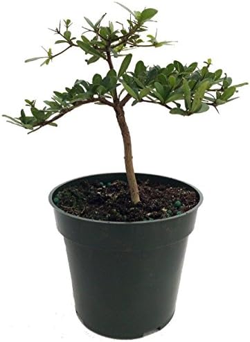 Pre Bonsai Tree Dwarf Black Olive Plant Bucida Spinosa 4"Pot Indoor Best Gift