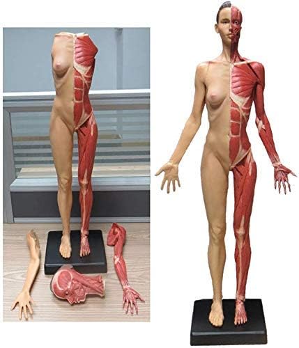 女性の解剖図 人間の骨格の解剖学的絵画モデル 23 6インチ 60cm の人間の筋肉の骨モデル アーティストの描画研究用