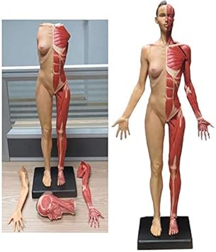 Amazon Co Jp 女性の解剖図 人間の骨格の解剖学的絵画モデル 23 6インチ 60cm の人間の筋肉の骨モデル アーティストの描画研究用 スポーツ アウトドア