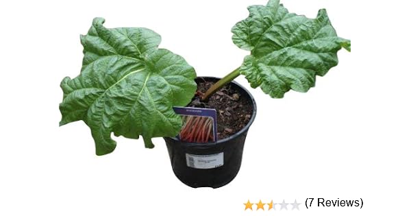 Ruibarbo plantas – glaskins perpetuo rhubarb- raíz maceta en una ...