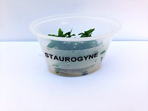 Staurogyne Repens - Foreground Carpet Aquarium Plant
