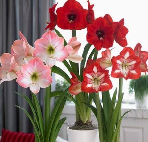 100pcs Amaryllis Flower Seeds Mixed Colors - Non-GMO, Easy to Grow Perennial for Outdoor Gardens