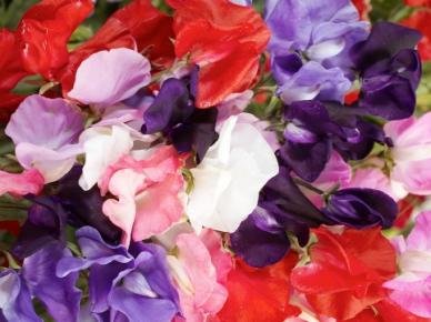 Sweet Pea-royal Mix (Lathyrus Odoratus) Old Fashioned Standard Large Frilly Blooms with Gorgeous Colors Fragrant and Abundant the Best Sweet Pea for Cut Flowers-approximately 50 Seeds