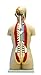 Walter Products B10107 Human Torso Model, 17-Part, Life Size 85 cm, Sexless