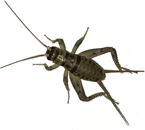 500 Live Banded Crickets (Large (3/4"))