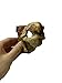 OMEM Reptile Hideouts Cave Decoration Aquarium Decorative Egyptian Pharaoh Sculpture Fish Tank Decoration