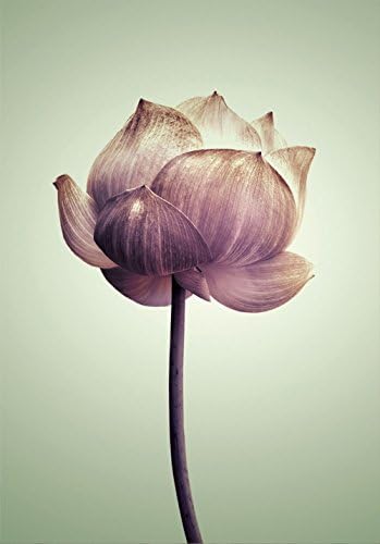 Crogyeya Contemporary Canvas Art Oil Paintings Lotus HD Canvas Prints for Living Room Flowers Pictures on Canvas Painting Wall Decor