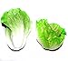 Generic Faux Lettuce Artificial Vegetables House Kitchen Party Decor Great Quality 2 Style