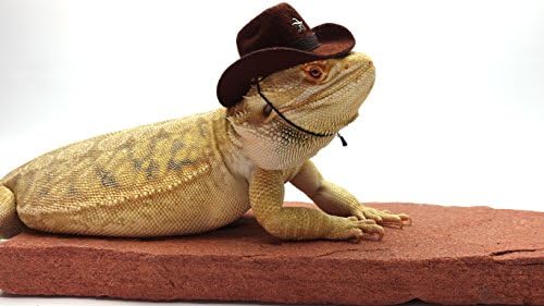Carolina Designer Dragons' Bearded Dragon Cowboy Hat, Brown