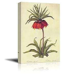 Scientific Illustration of a Flower - Fritillaria Imperialis by Pierre-Joseph Redoute - Canvas Art Home Art - 12x18 inches