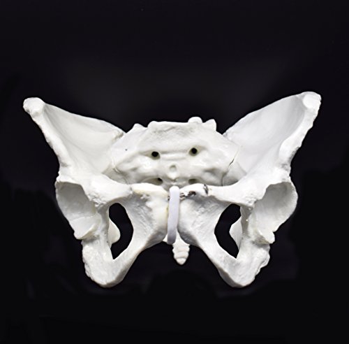 Female Pelvis Skeletal Model, Life Size Replica of Human Anatomy For Science Classroom Study Display Teaching Medical Model Female Pelvis Skeletal Model, Life Size Replica of Human Anatomy For Science Classroom Study Display Teaching Medical Model