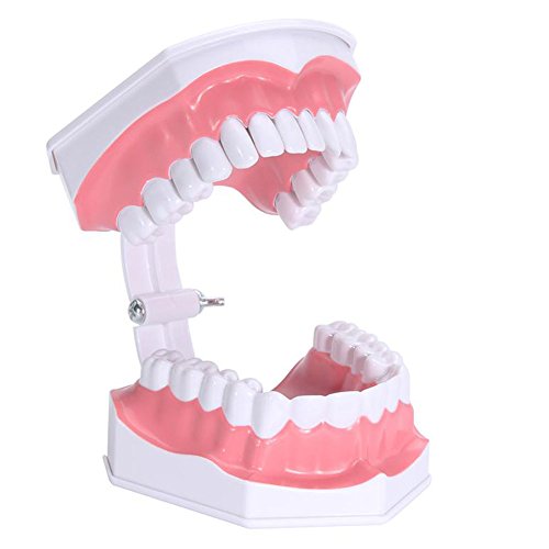 Wecando Dental Tooth Brushing Model for Teaching Demo Equipment with Removable Lower Teeth Educational Materials Dentist Tool