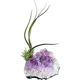 Purple Amethyst Crystal Quartz with 2 Air Plants Tillandsia/Healing Garden/Paper Weight