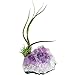 Purple Amethyst Crystal Quartz with 2 Tillandsia Air Plants / Healing Garden / Terrarium / Fairy Garden / Great Gift / Paper Weight