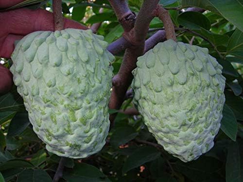 PLAT FIRM Germination Seeds:ATEMOYA - MALAMUD - Lots of Health Benefits - Non GMO - Organic - 10 Seeds