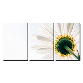 3 Piece Canvas Wall Art - Closeup of Daisy Flower on White Background - Modern Home Art Stretched and Framed Ready to Hang - 16"x24"x3 Panels