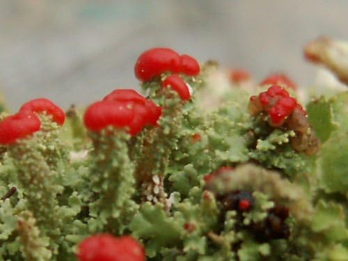 Appalachian Emporium's Live British Soldier Cladonia Lichen for Terrariums Fairy Gardens 2 Pack