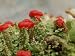 Appalachian Emporium's Live British Soldier Cladonia Cristatella Lichen for Terrariums Gardens Bonsai 5 Pack