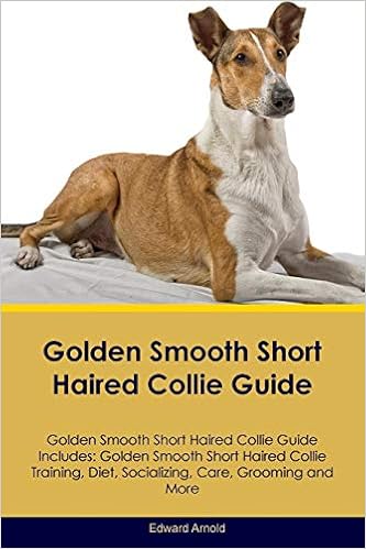 Buy Golden Smooth Short Haired Collie Guide Golden Smooth Short