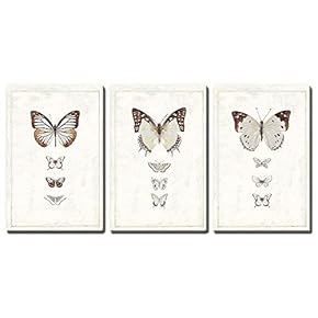 Exceptional Brown Shaded Butterfly Kaleidoscope - Canvas Art