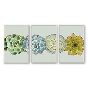 Diverse Succulents In A Row - 3 Panel Framed Canvas