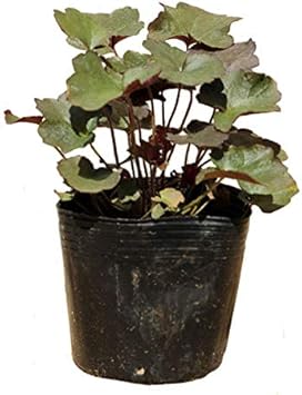 Amazon ヒューケラ 銅葉 5ポットセット 多年草 カラーリーフ グランドカバー ツボサンゴ 植木