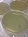 Tryptic Soy Agar (TSA), (10-Pack), Pre-Poured, Flat-Packed, Vacuum Sealed, 15x100mm Petri Plates