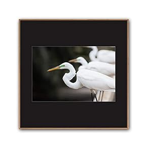 signwin Framed Canvas Wall Art A Bird Standing...