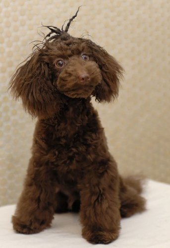 トイ プードル 最新ヘアアレンジbook 別冊家庭画報 本 通販 Amazon