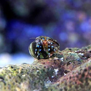 Amazon 海水魚 ヤドカリ ユビワサンゴヤドカリ ｓｓサイズ １匹 北海道 九州 沖縄航空便要保温 Charm チャーム 観賞魚 水中生物 通販