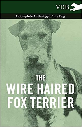 irish wire haired fox terrier